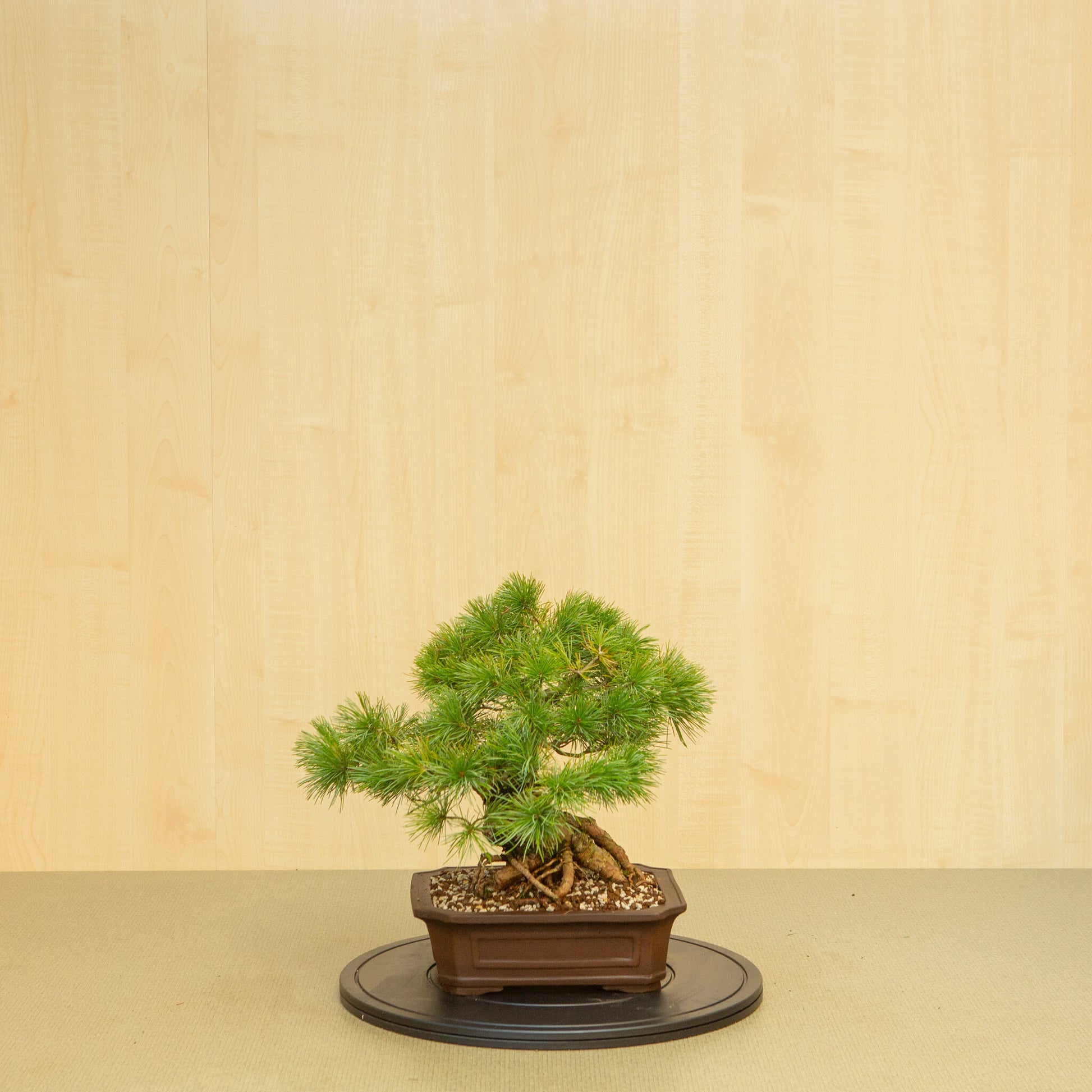 Buiten Bonsai Pinus parviflora ongeglazuurde Mokko pot 26 cm, hoogte ~37 cm