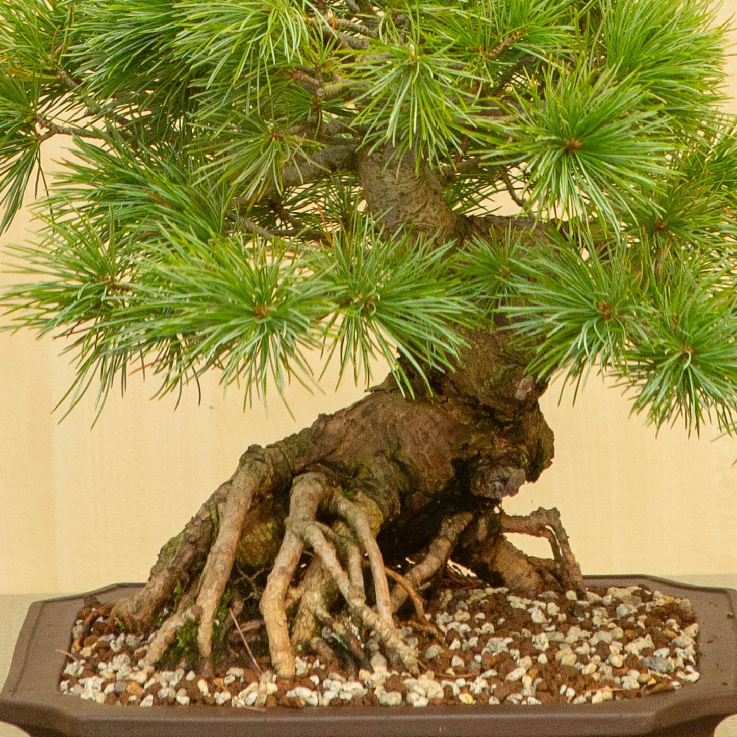 Buiten Bonsai Pinus parviflora ongeglazuurde Mokko pot 26 cm, hoogte ~37 cm