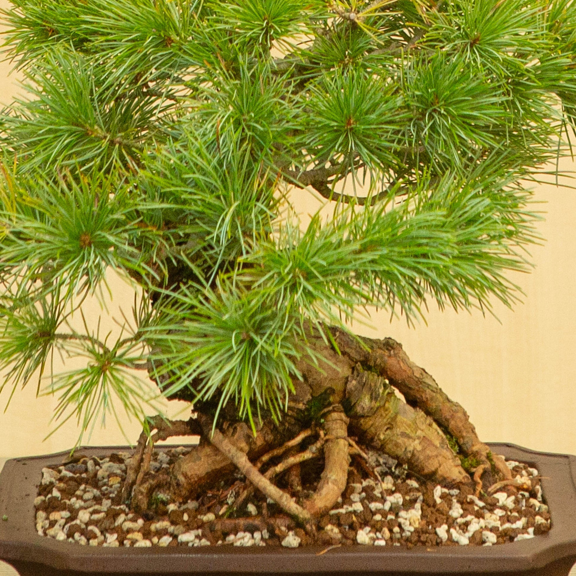 Buiten Bonsai Pinus parviflora ongeglazuurde Mokko pot 26 cm, hoogte ~37 cm