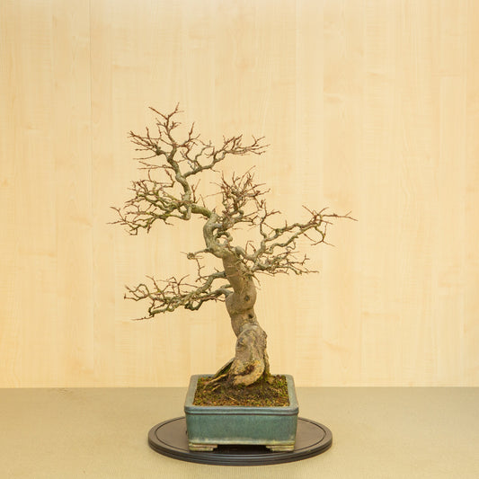 Buiten Bonsai Carpinus coreana blauwe groene rechthoekige pot 34 cm, hoogte ~ 72cm