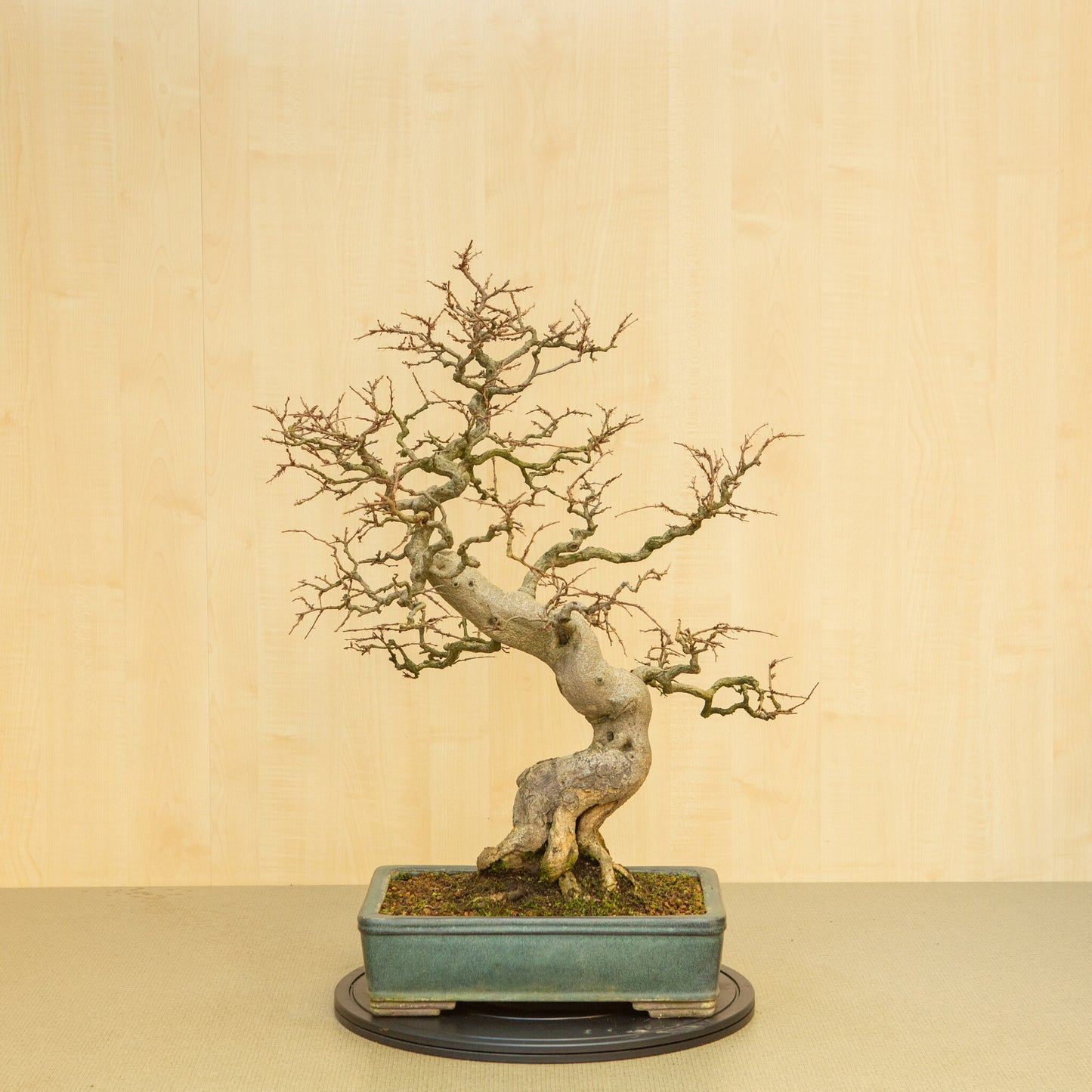 Buiten Bonsai Carpinus coreana blauwe groene rechthoekige pot 34 cm, hoogte ~ 72cm