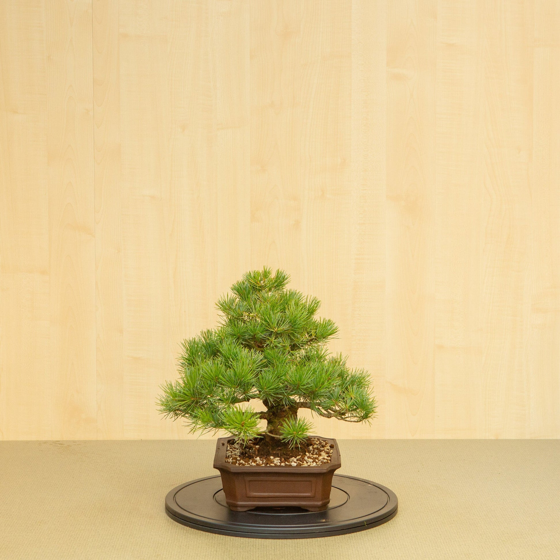 Buiten Bonsai Pinus parviflora ongeglazuurde Mokko pot 25 cm, hoogte ~39 cm