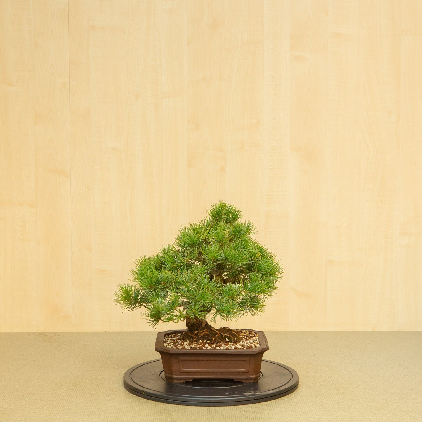 Buiten Bonsai Pinus parviflora ongeglazuurde Mokko pot 25 cm, hoogte ~39 cm