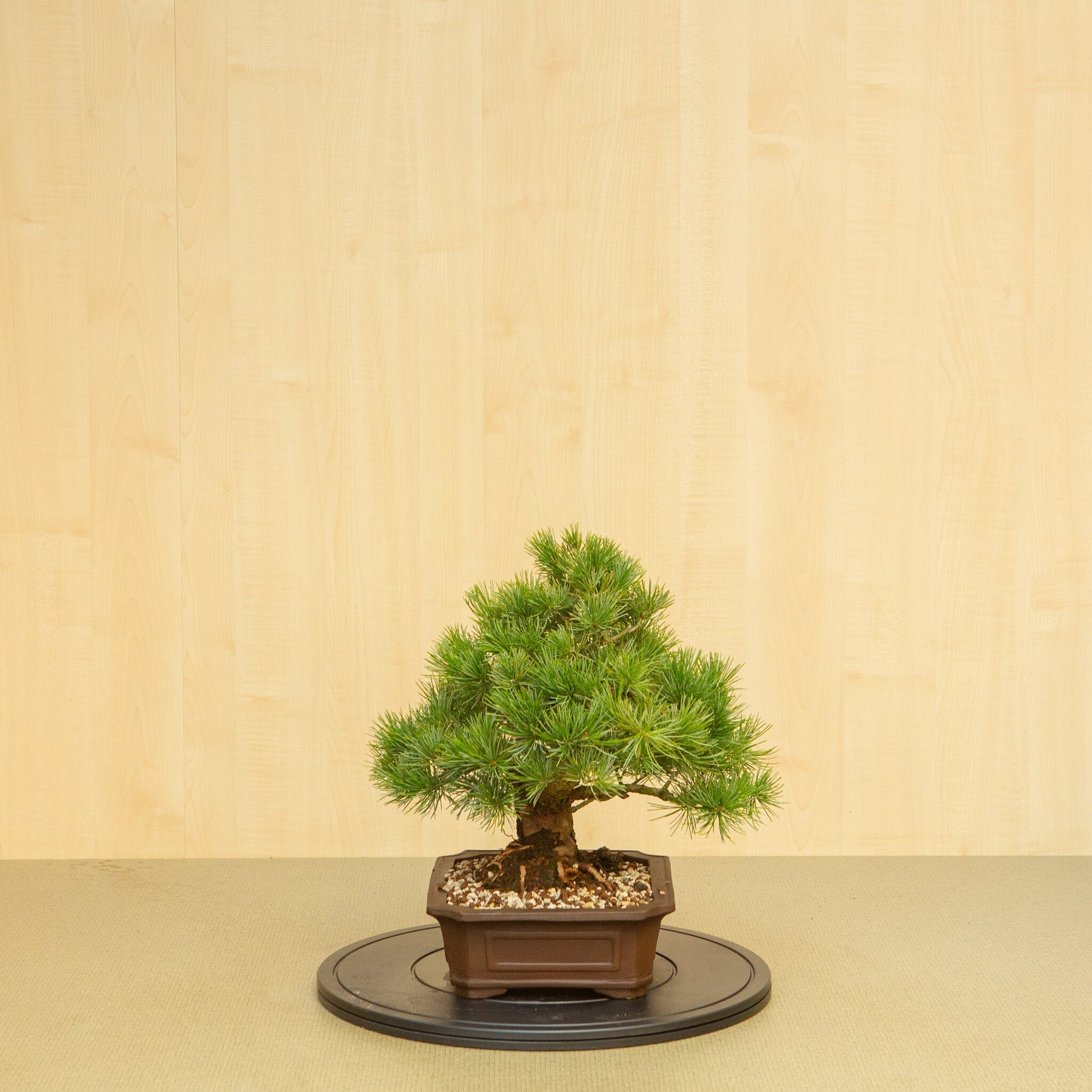 Buiten Bonsai Pinus parviflora ongeglazuurde Mokko pot 25 cm, hoogte ~39 cm