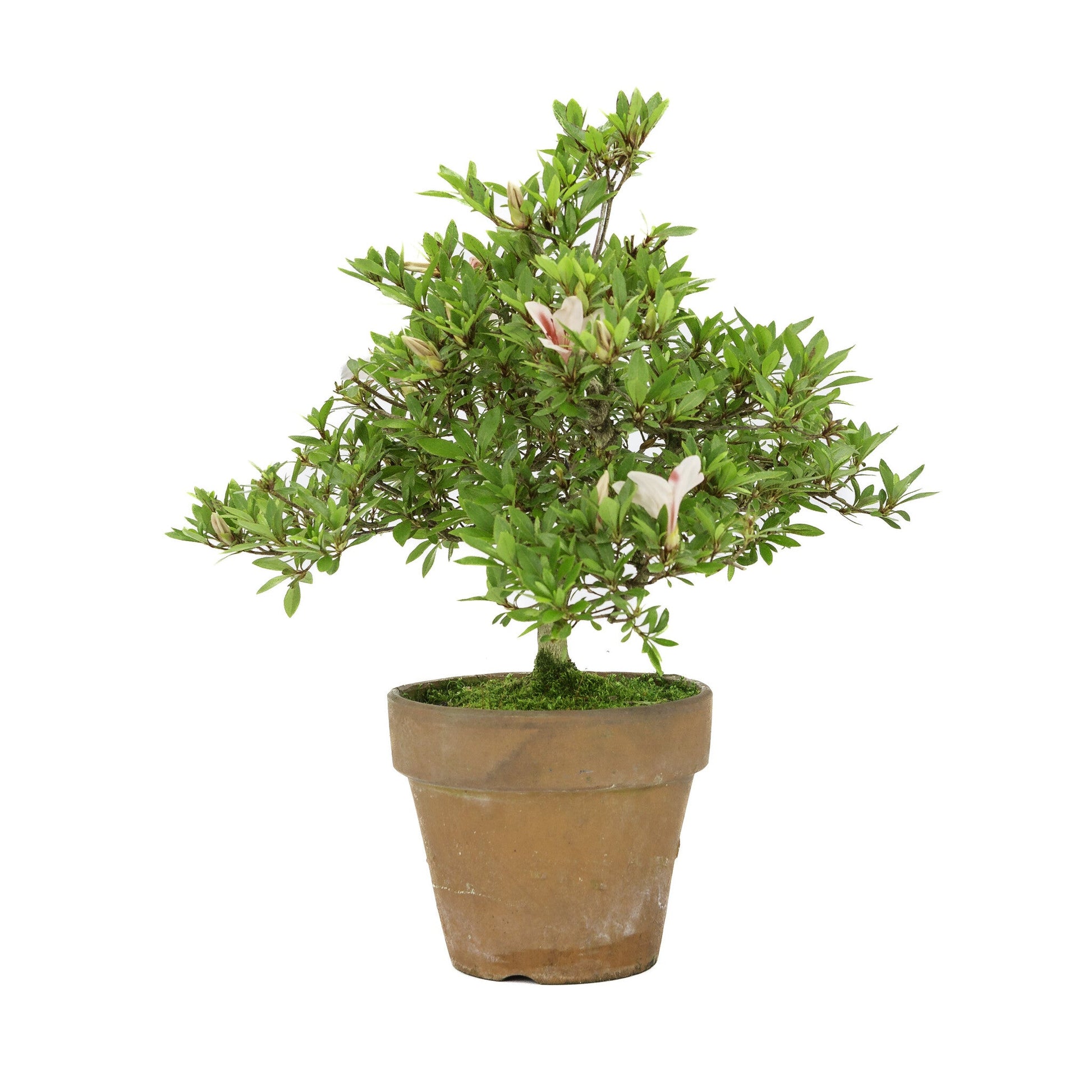 Buiten Bonsai Rhododendron 'Hinomaru' terracotta pot 16cm, hoogte ~40cm
