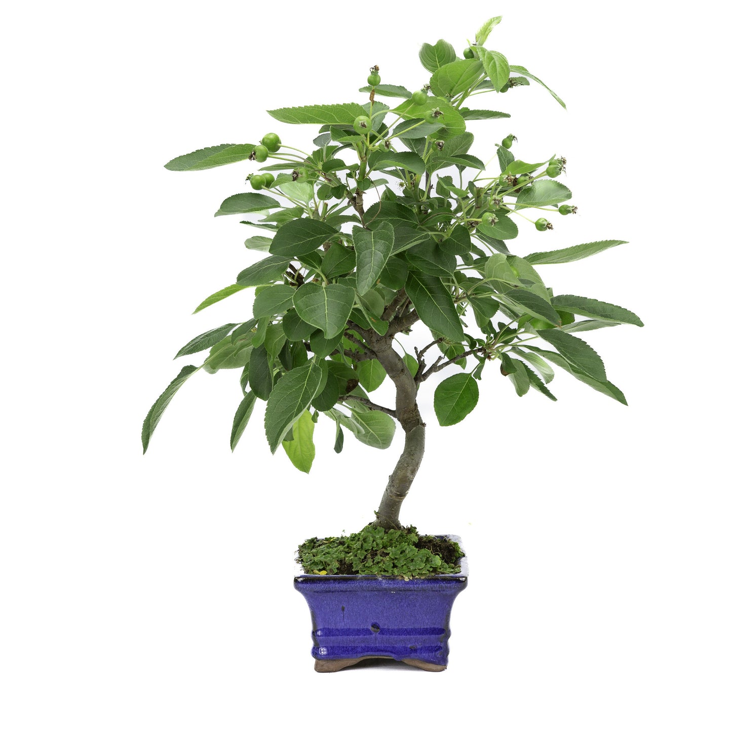Buiten Bonsai Malus blauwe rechthoekige pot 15cm, hoogte ~35m