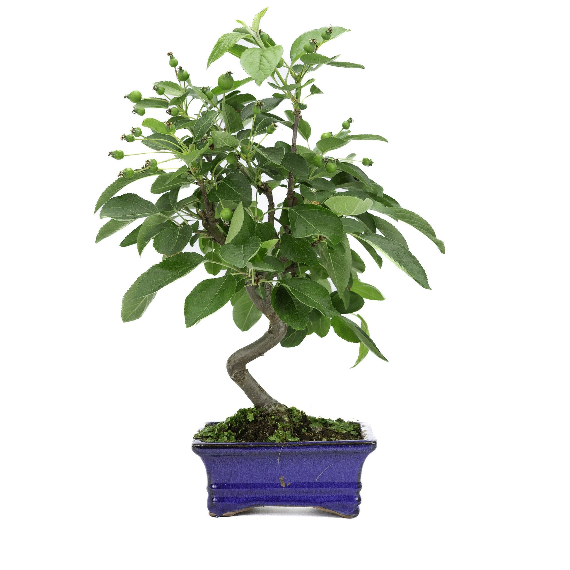 Outdoor Bonsai Malus blue rectangular pot 15cm, height ~35m
