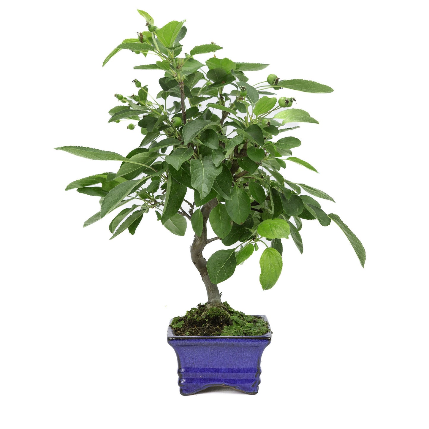 Outdoor Bonsai Malus blue rectangular pot 15cm, height ~35m
