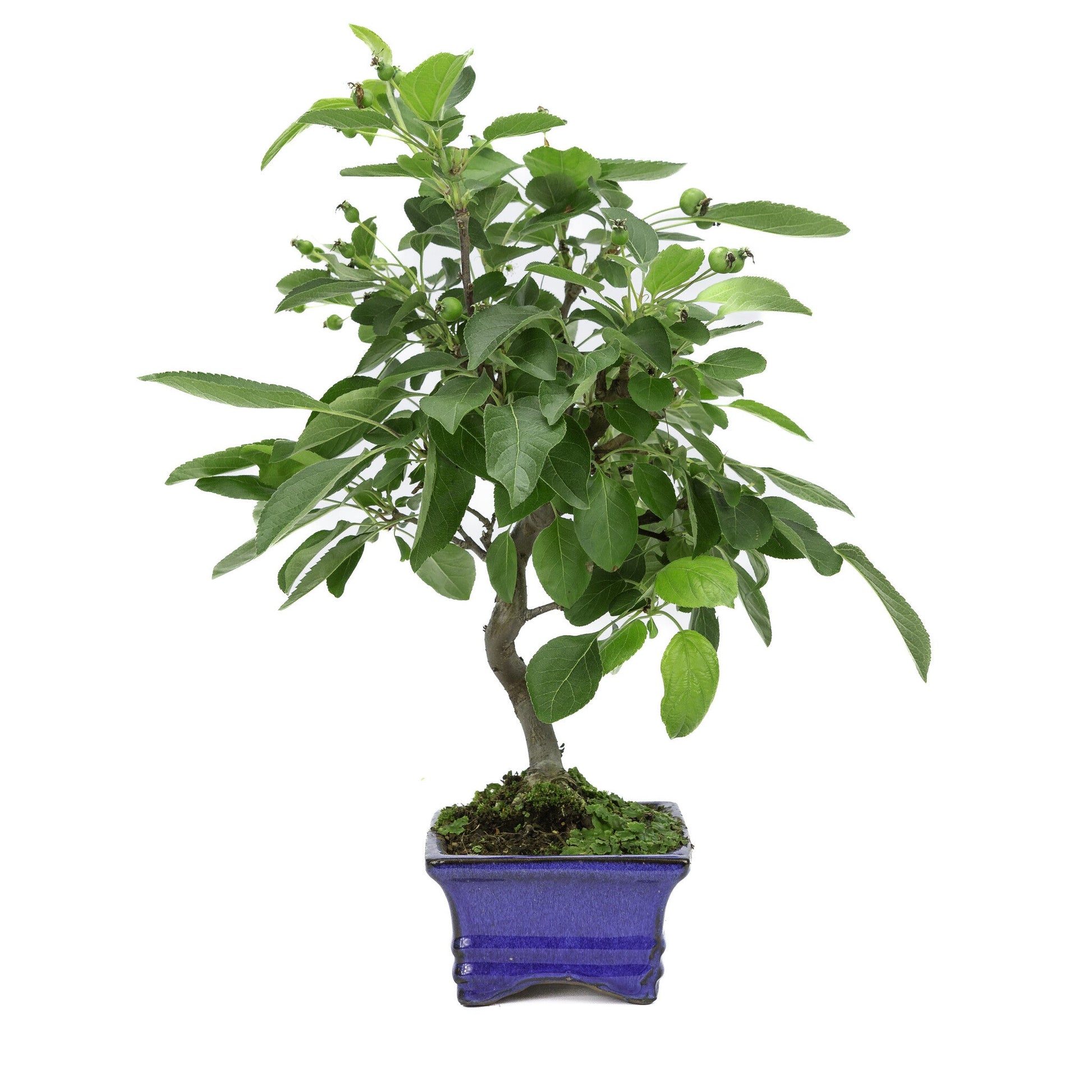 Outdoor Bonsai Malus blue rectangular pot 15cm, height ~35m