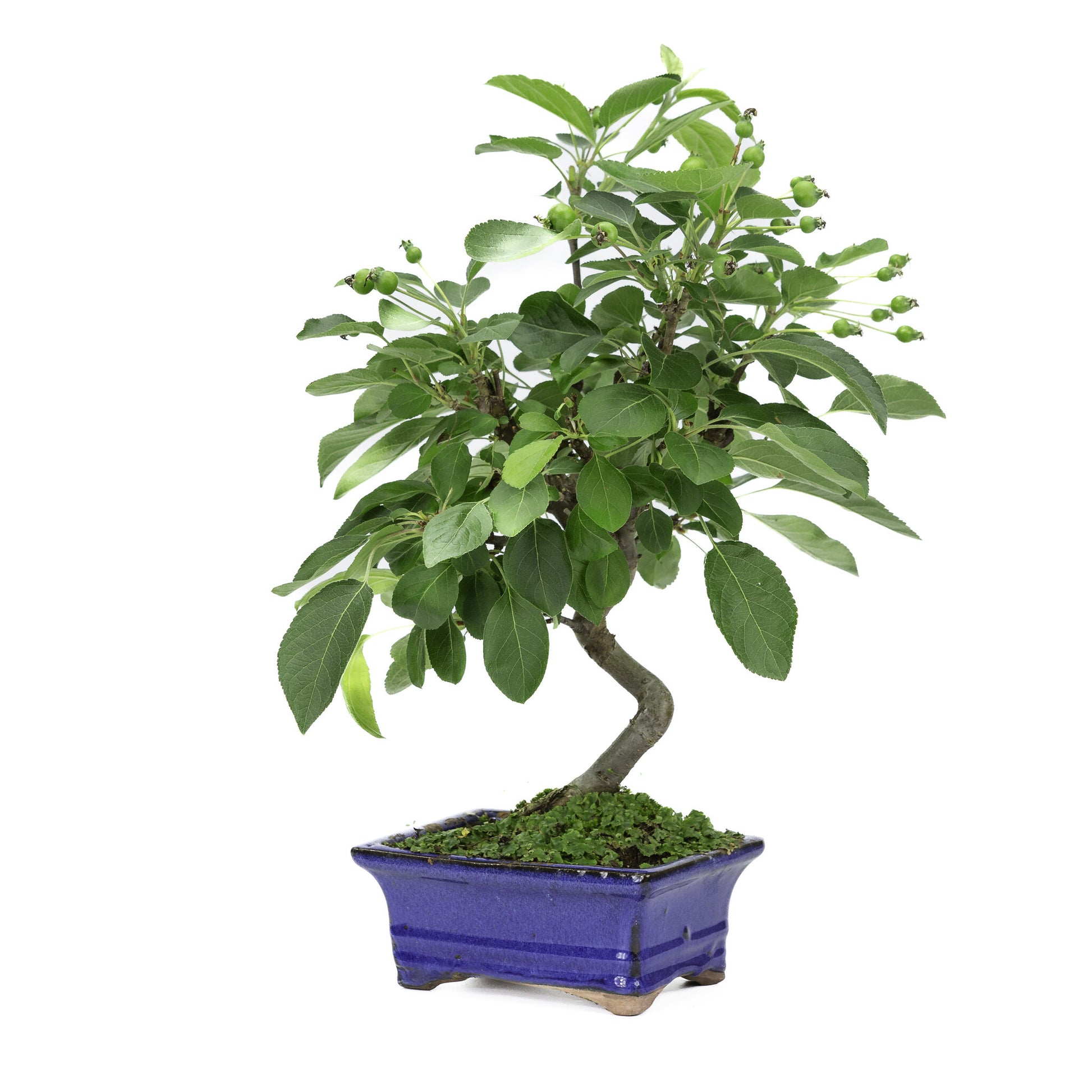 Buiten Bonsai Malus blauwe rechthoekige pot 15cm, hoogte ~35m