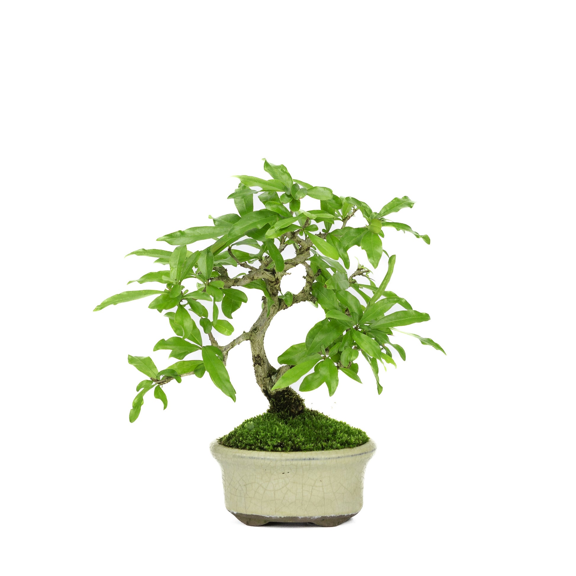 Buiten Bonsai Shohin Punica Granatum creme ovale pot ~10cm, hoogte ~19cm