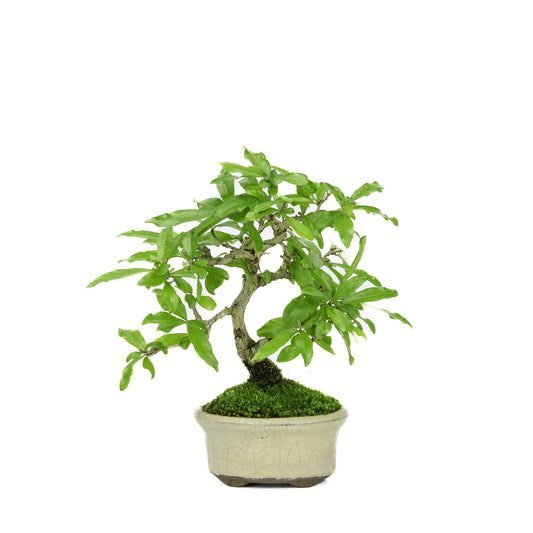 Buiten Bonsai Shohin Punica Granatum creme ovale pot ~10cm, hoogte ~19cm