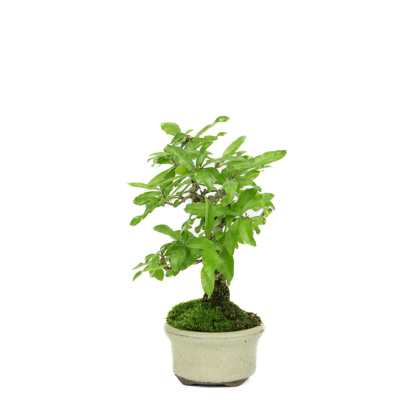 Buiten Bonsai Shohin Punica Granatum creme ovale pot ~10cm, hoogte ~19cm