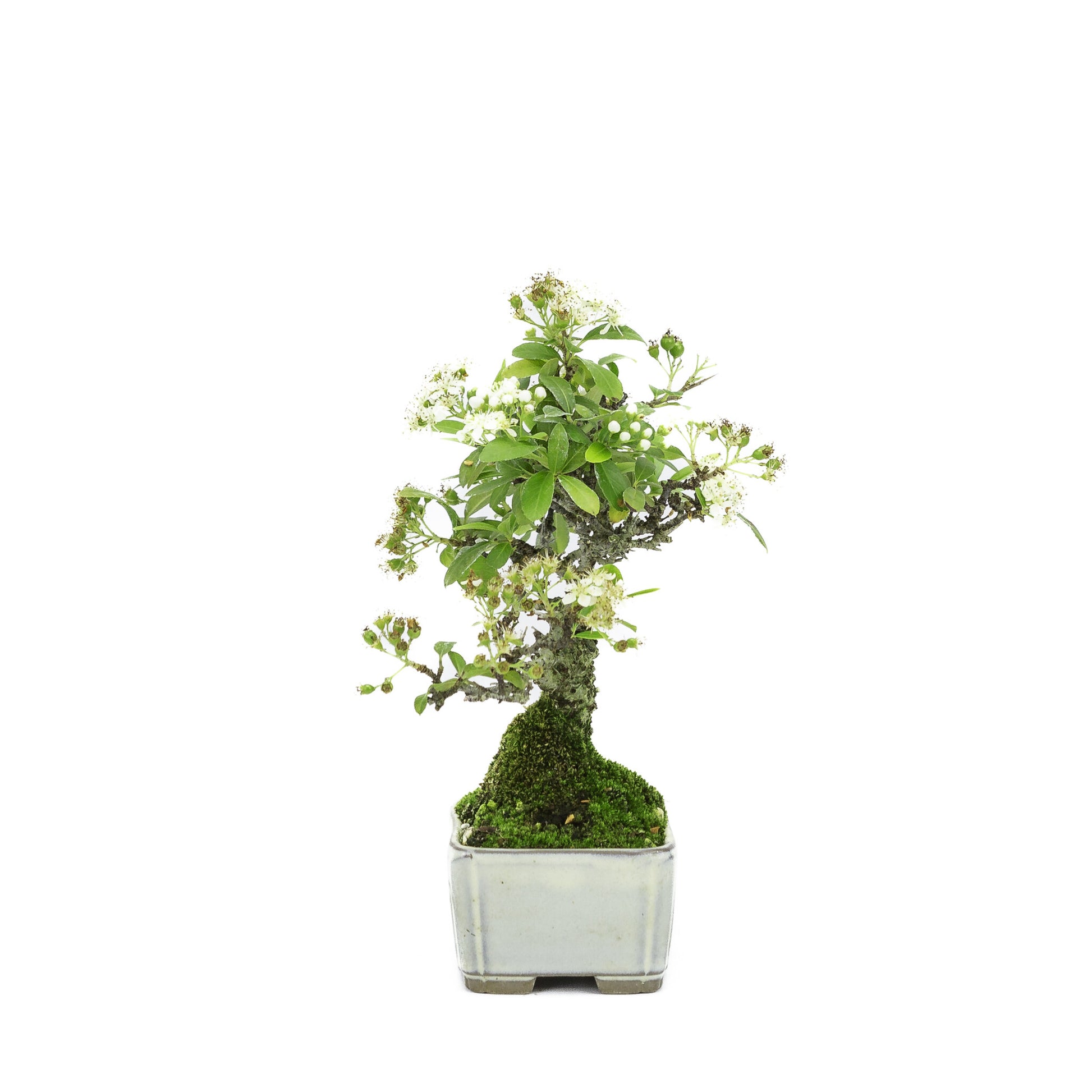 Shohin Buiten Bonsai Pyracantha creme rechthoekige pot 8.5cm , hoogte ~20cm
