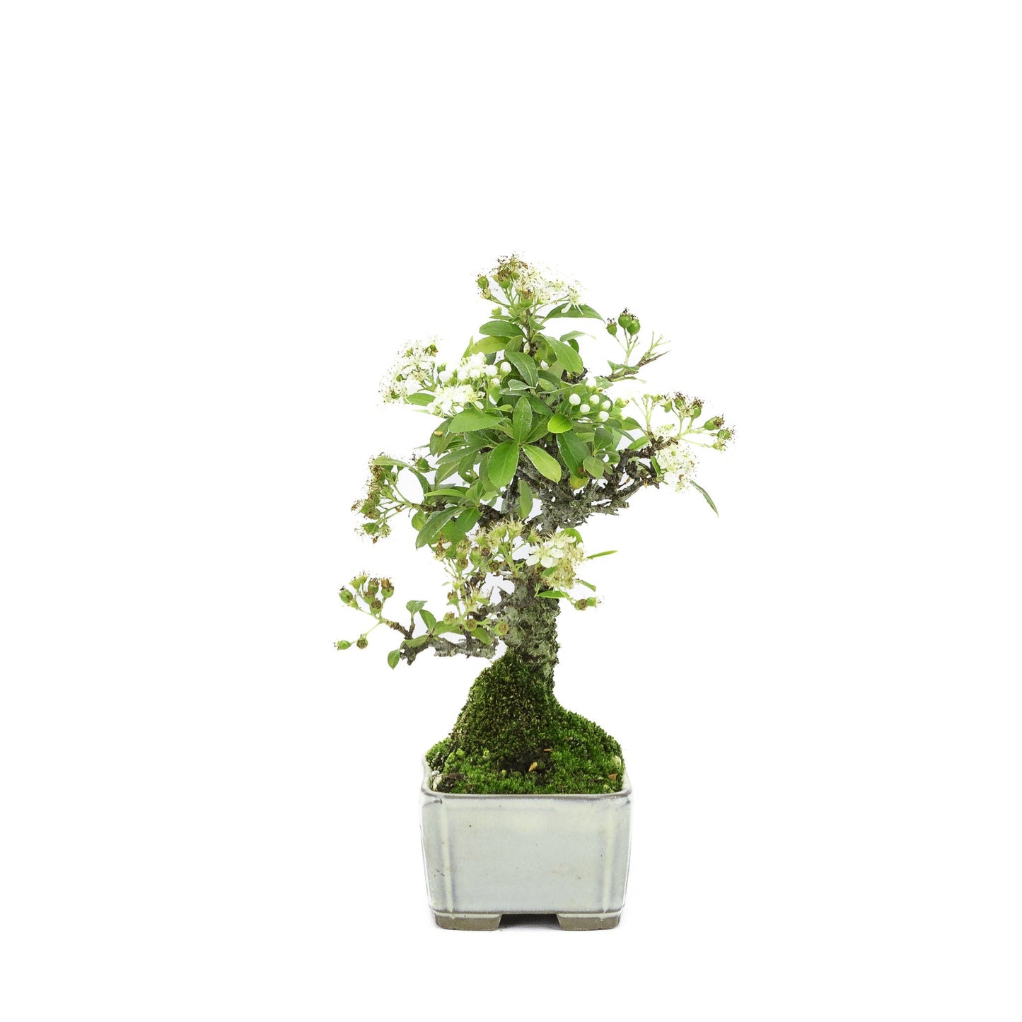 Shohin Buiten Bonsai Pyracantha creme rechthoekige pot 8.5cm , hoogte ~20cm