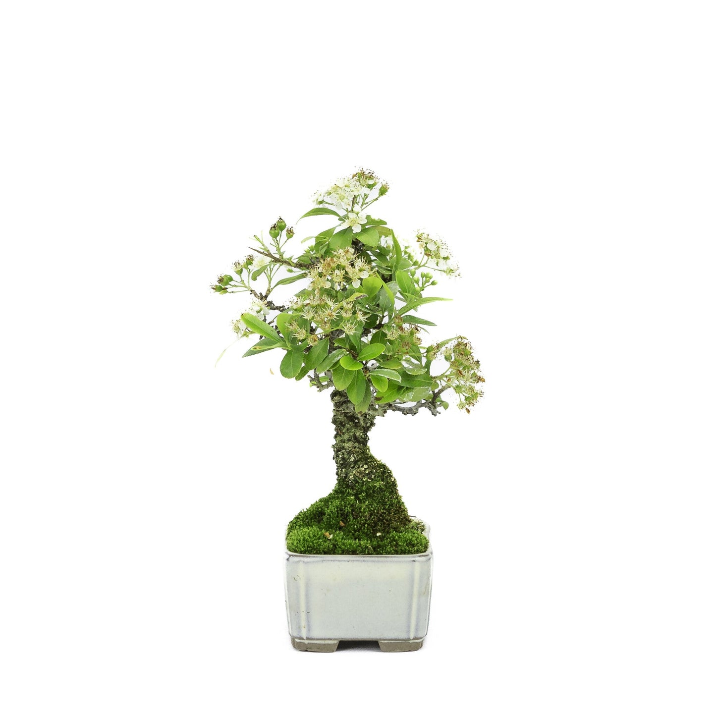 Shohin Buiten Bonsai Pyracantha creme rechthoekige pot 8.5cm , hoogte ~20cm