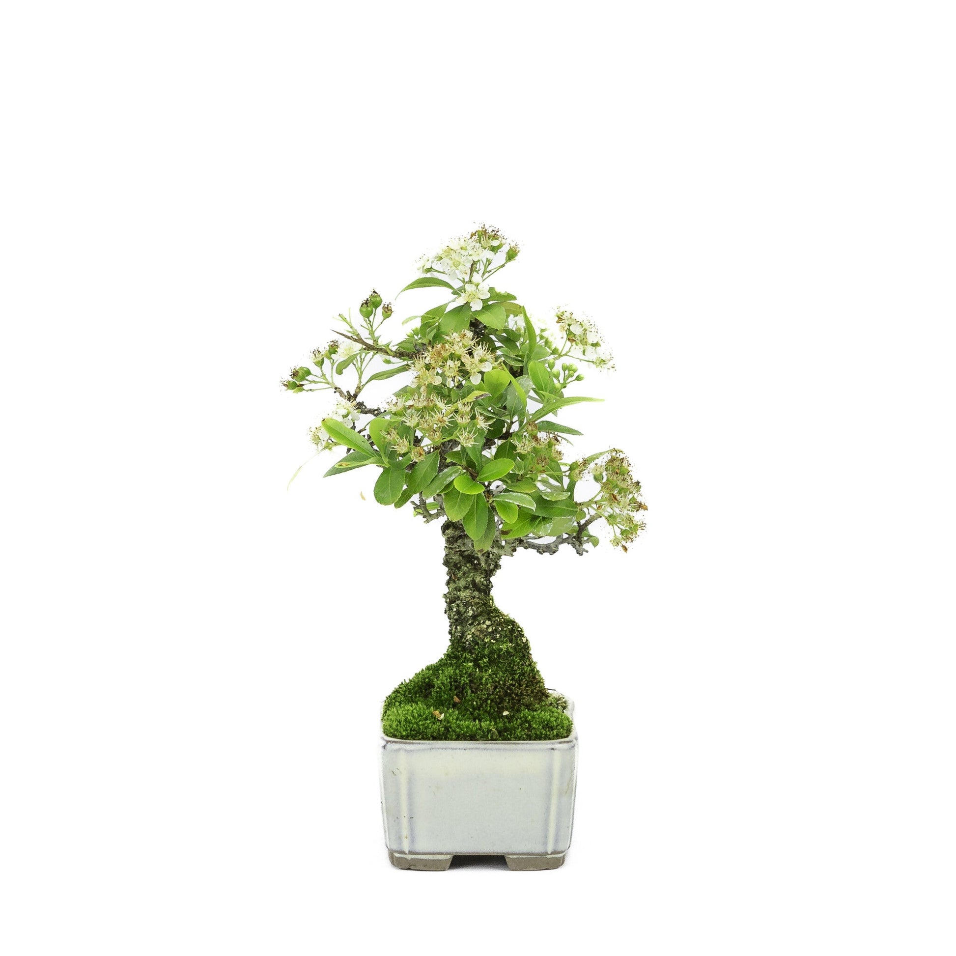Shohin Buiten Bonsai Pyracantha creme rechthoekige pot 8.5cm , hoogte ~20cm