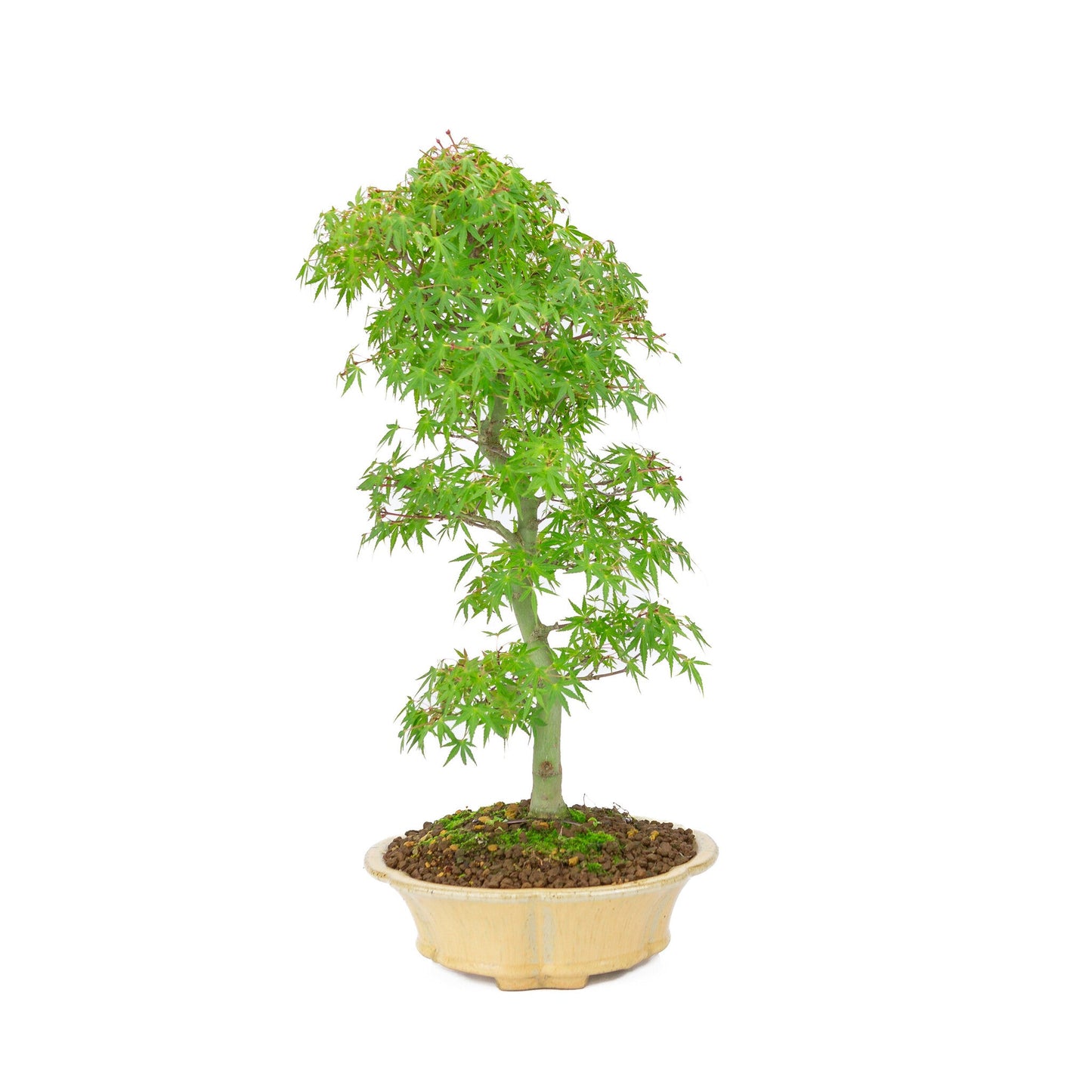 Outdoor Bonsai Acer palmatum orange beige round chrysanthemum 20cm, height ~ 48cm