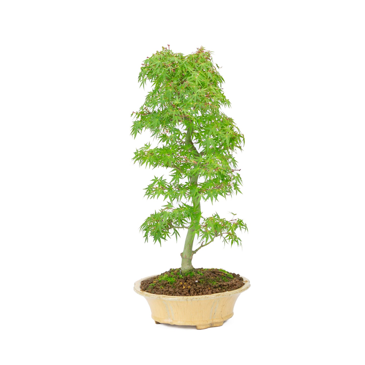 Buiten Bonsai Acer palmatum oranje beige ronde chrysant 20cm, hoogte ~ 48cm