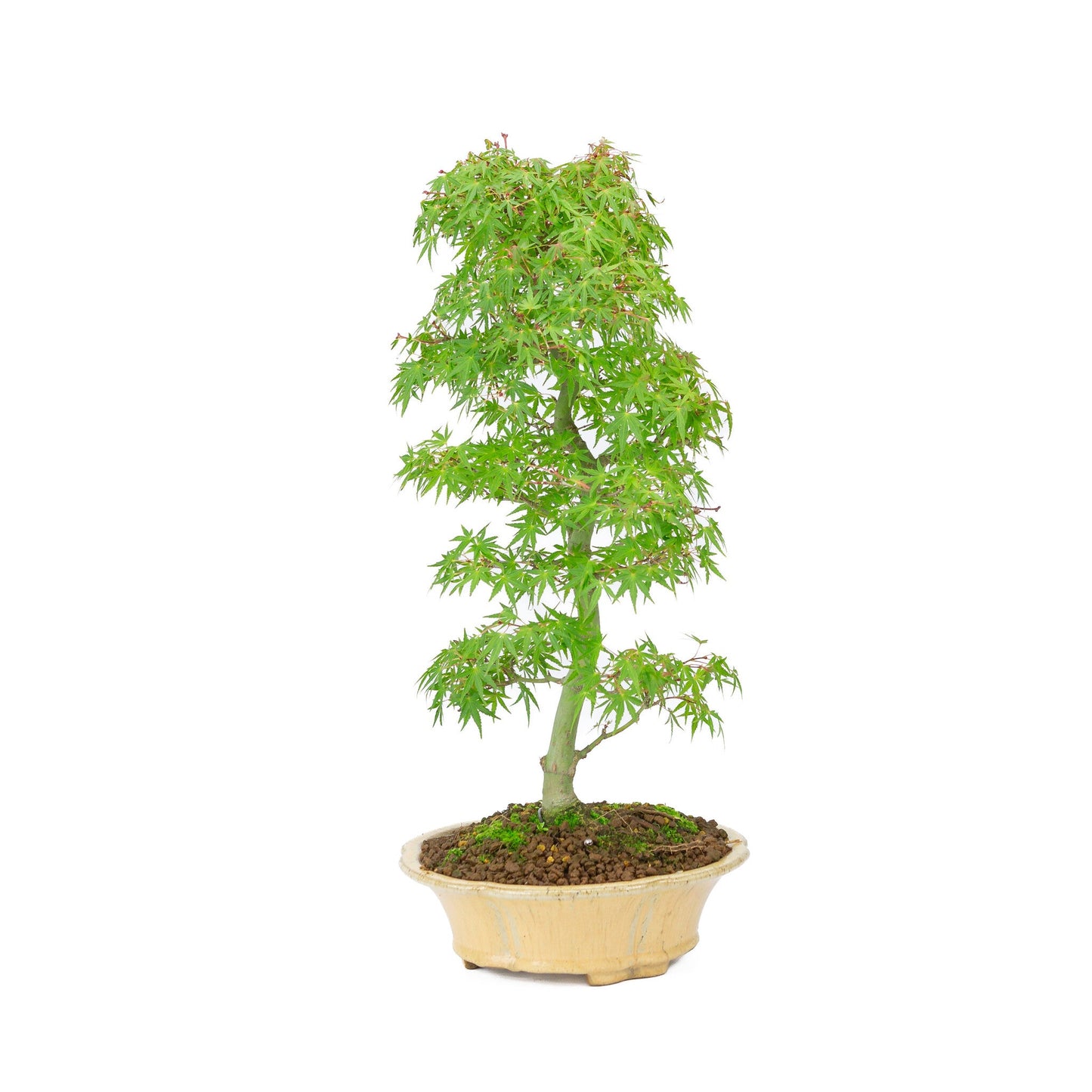 Outdoor Bonsai Acer palmatum orange beige round chrysanthemum 20cm, height ~ 48cm
