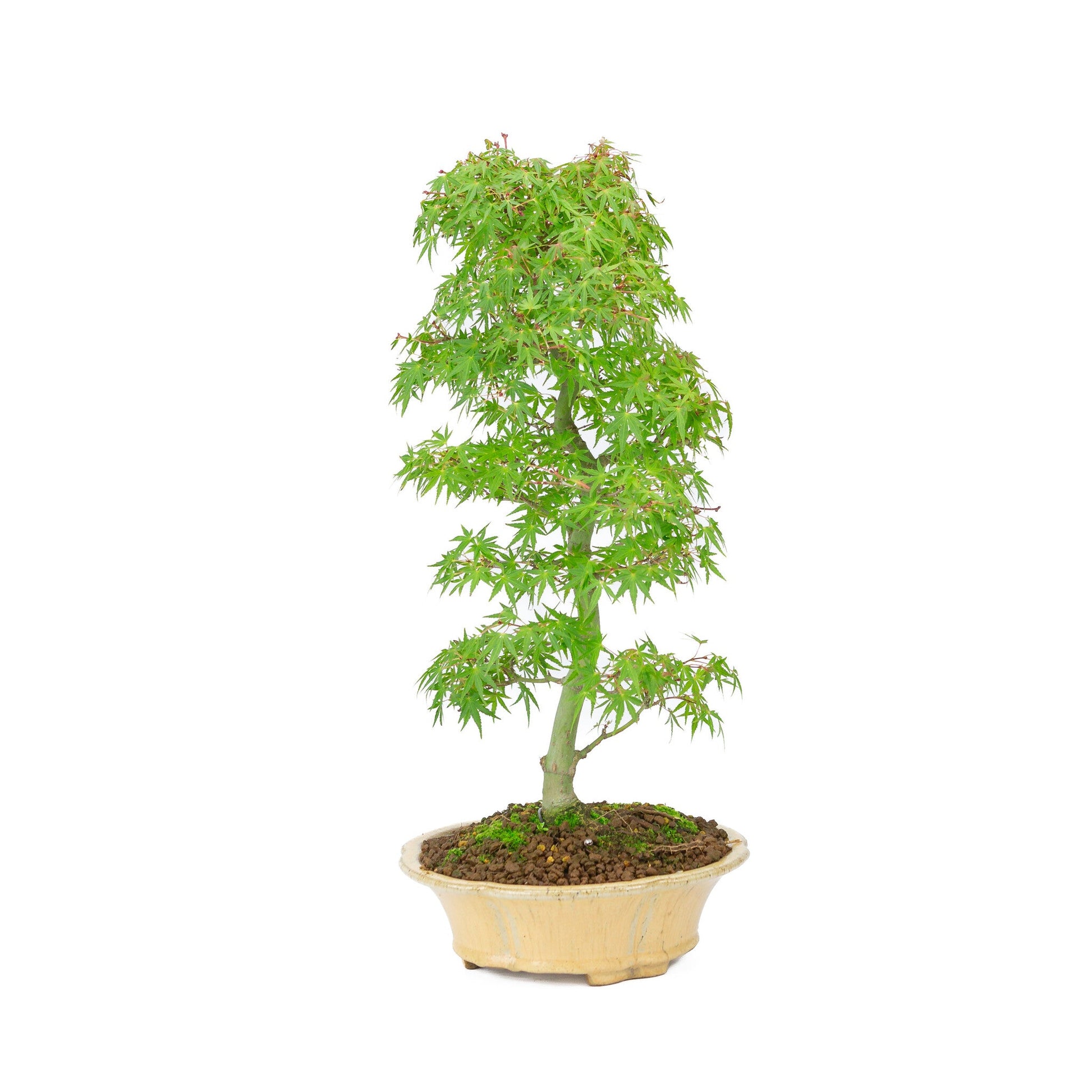 Outdoor Bonsai Acer palmatum orange beige round chrysanthemum 20cm, height ~ 48cm