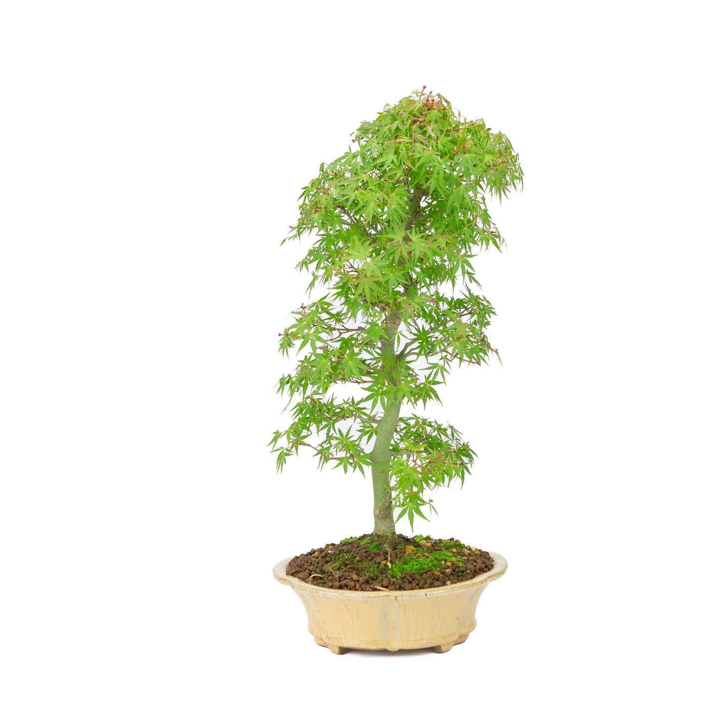 Outdoor Bonsai Acer palmatum orange beige round chrysanthemum 20cm, height ~ 48cm