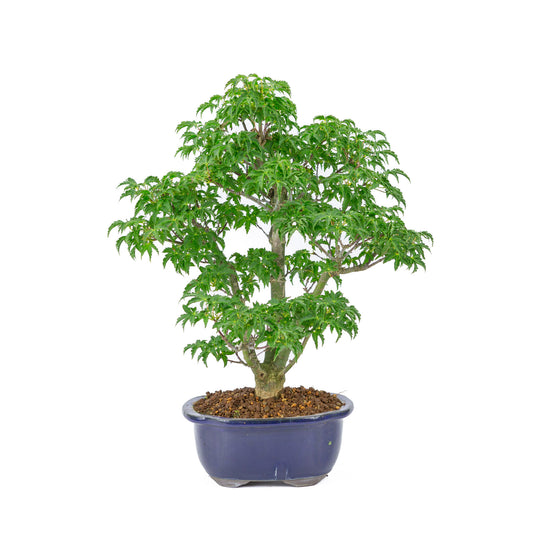 Buiten Bonsai Acer palmatum 'Shishigashira' blauwe Mokko pot 20cm, hoogte ~45cm