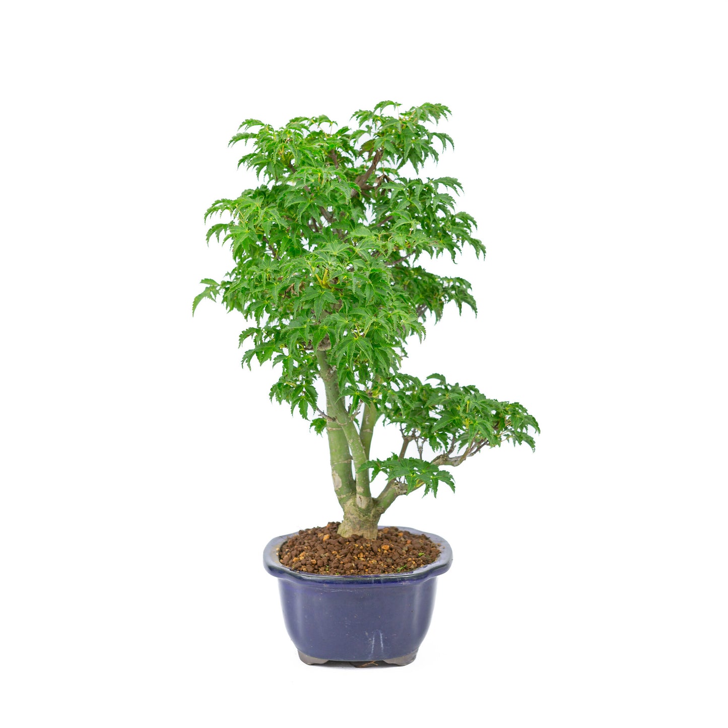 Buiten Bonsai Acer palmatum 'Shishigashira' blauwe Mokko pot 20cm, hoogte ~45cm