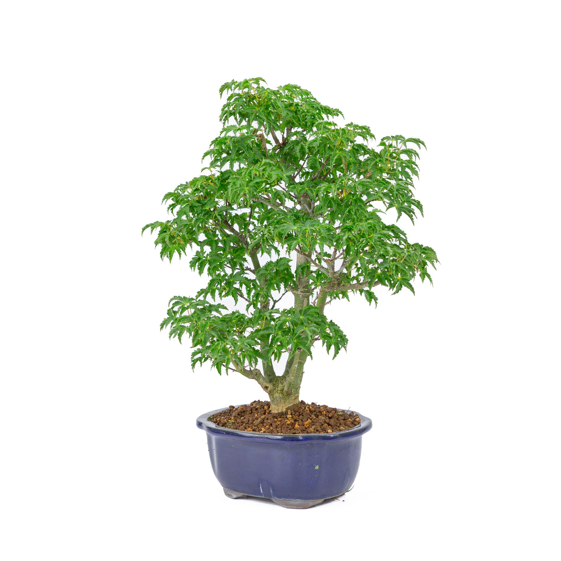 Buiten Bonsai Acer palmatum 'Shishigashira' blauwe Mokko pot 20cm, hoogte ~45cm