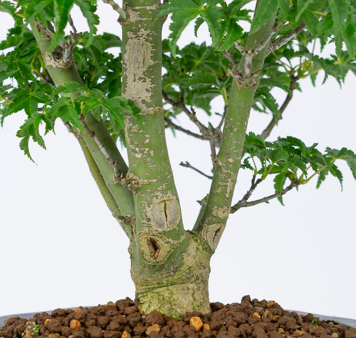 Buiten Bonsai Acer palmatum 'Shishigashira' blauwe Mokko pot 20cm, hoogte ~45cm