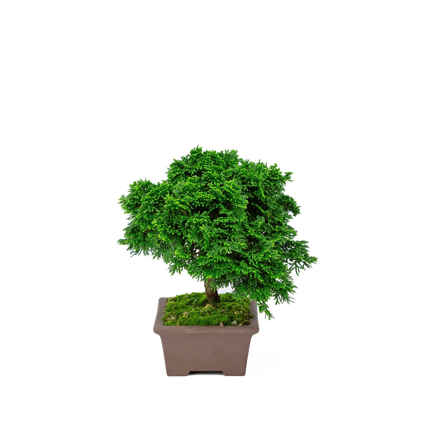 Outdoor Bonsai Chamaecyparis obtusa unglazed rectangular pot 13cm, height ~22cm
