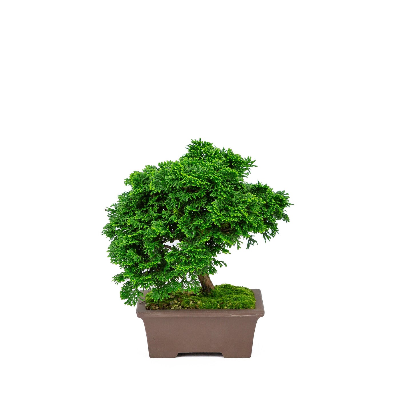 Outdoor Bonsai Chamaecyparis obtusa unglazed rectangular pot 13cm, height ~22cm