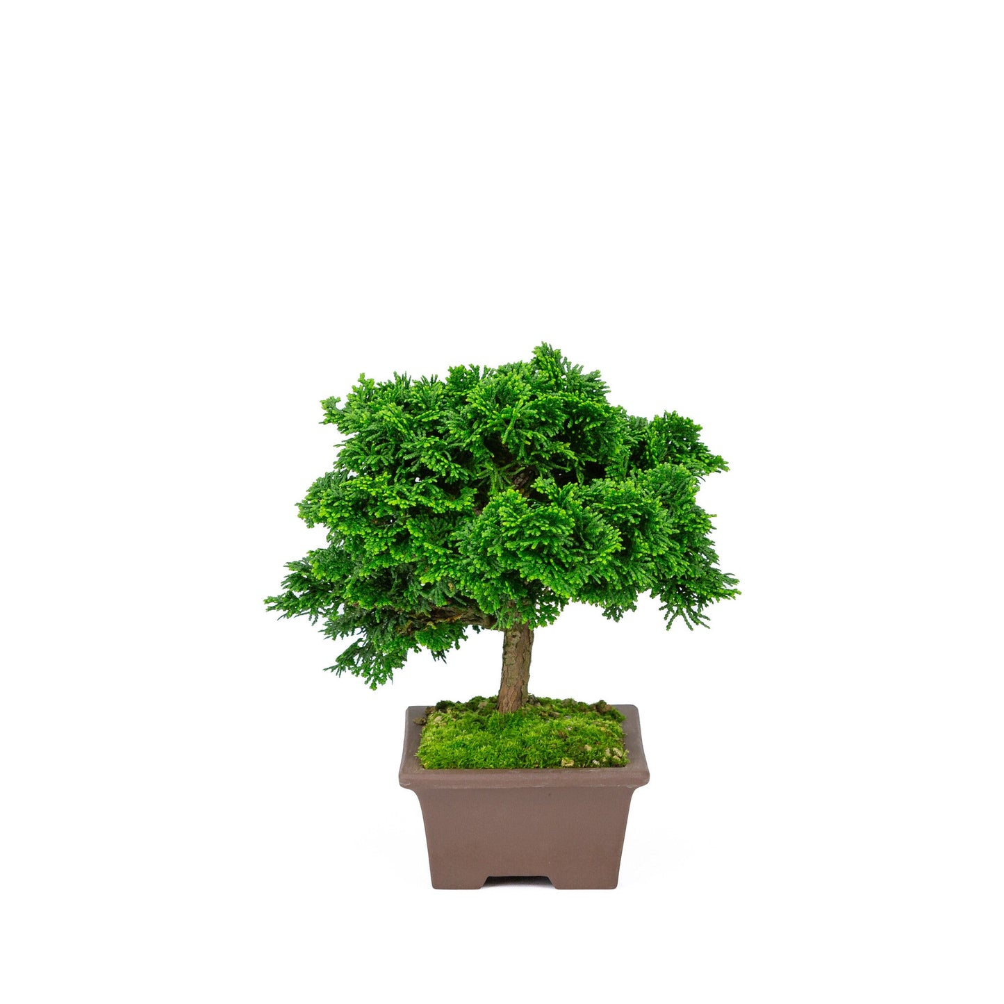 Outdoor Bonsai Chamaecyparis obtusa unglazed rectangular pot 13cm, height ~22cm