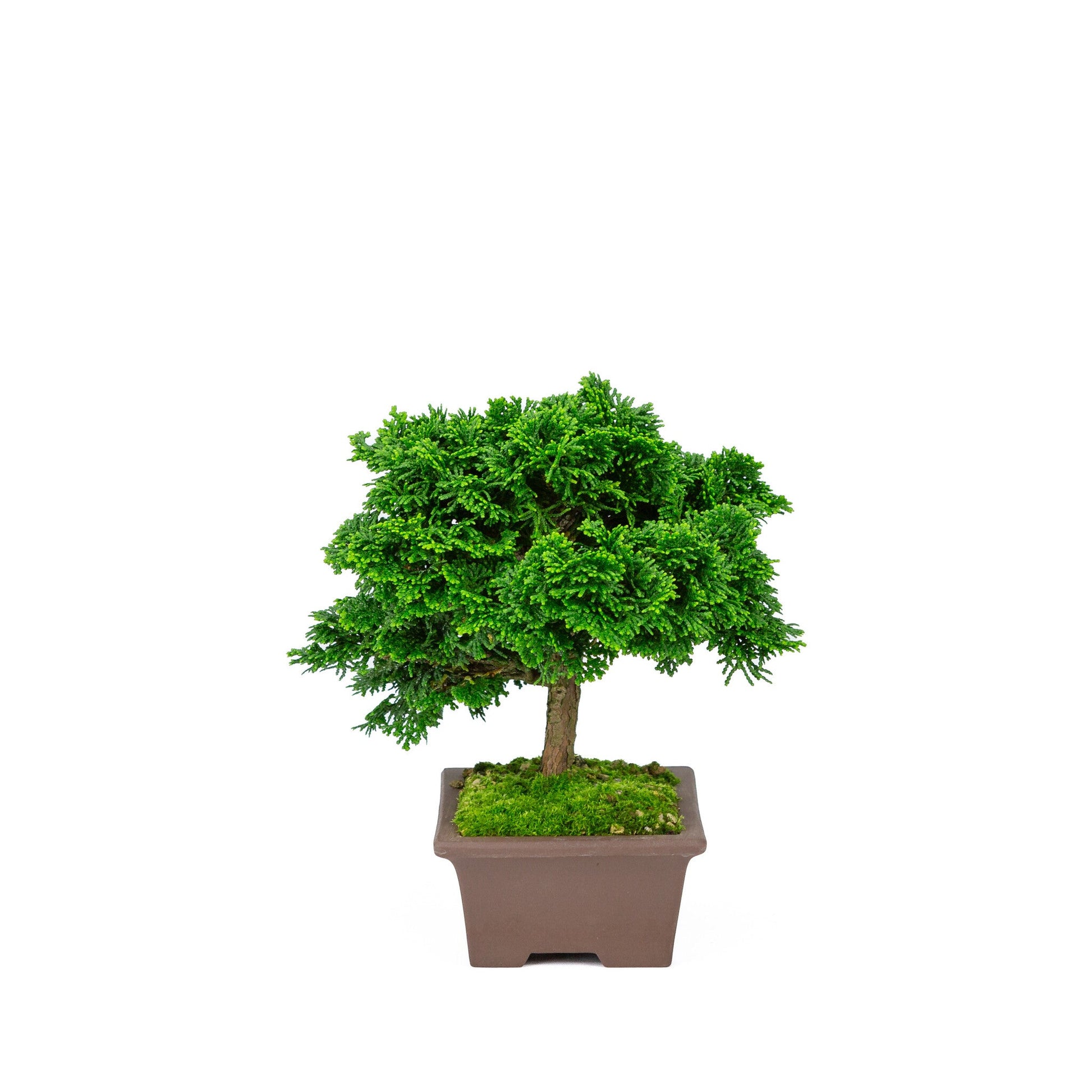 Outdoor Bonsai Chamaecyparis obtusa unglazed rectangular pot 13cm, height ~22cm