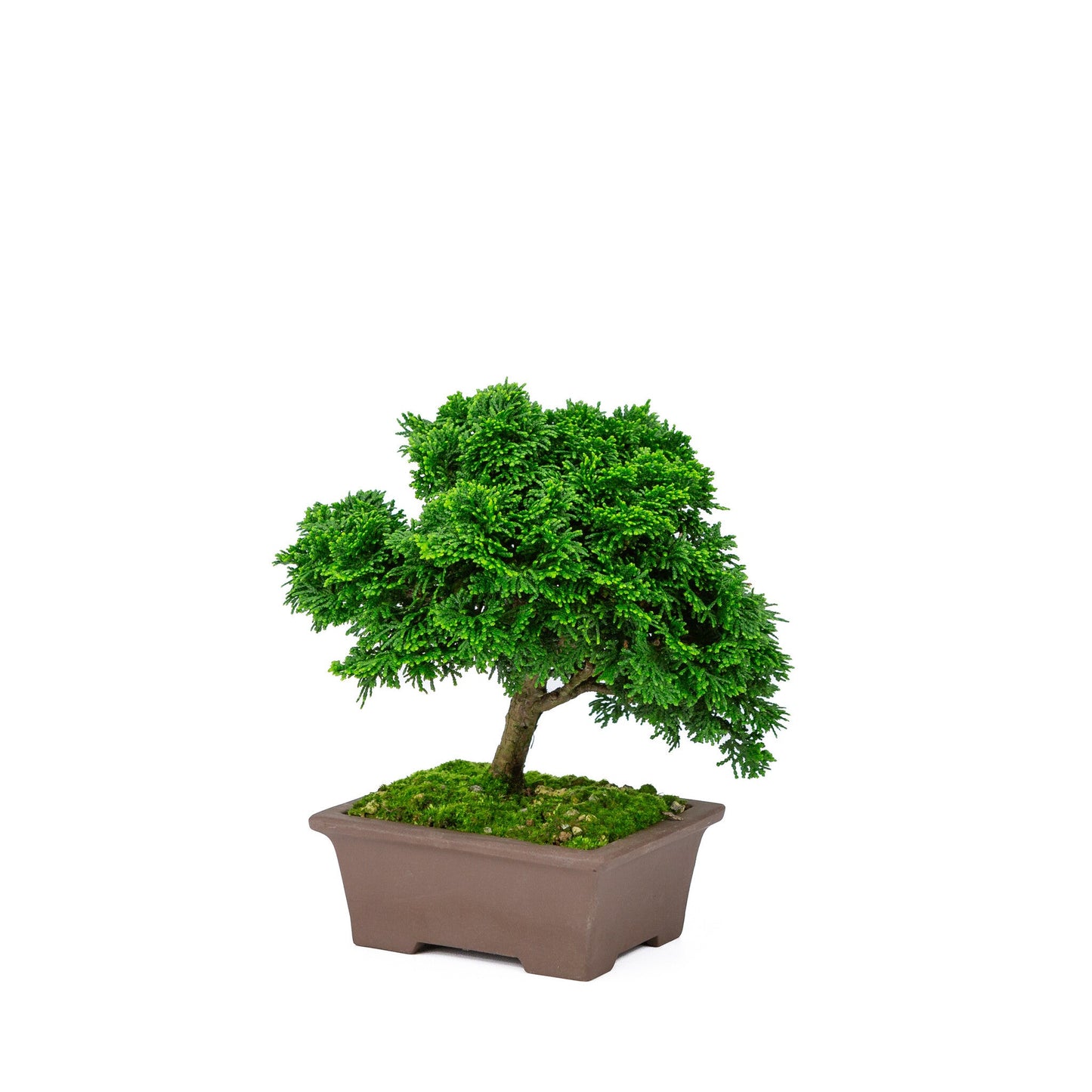 Outdoor Bonsai Chamaecyparis obtusa unglazed rectangular pot 13cm, height ~22cm