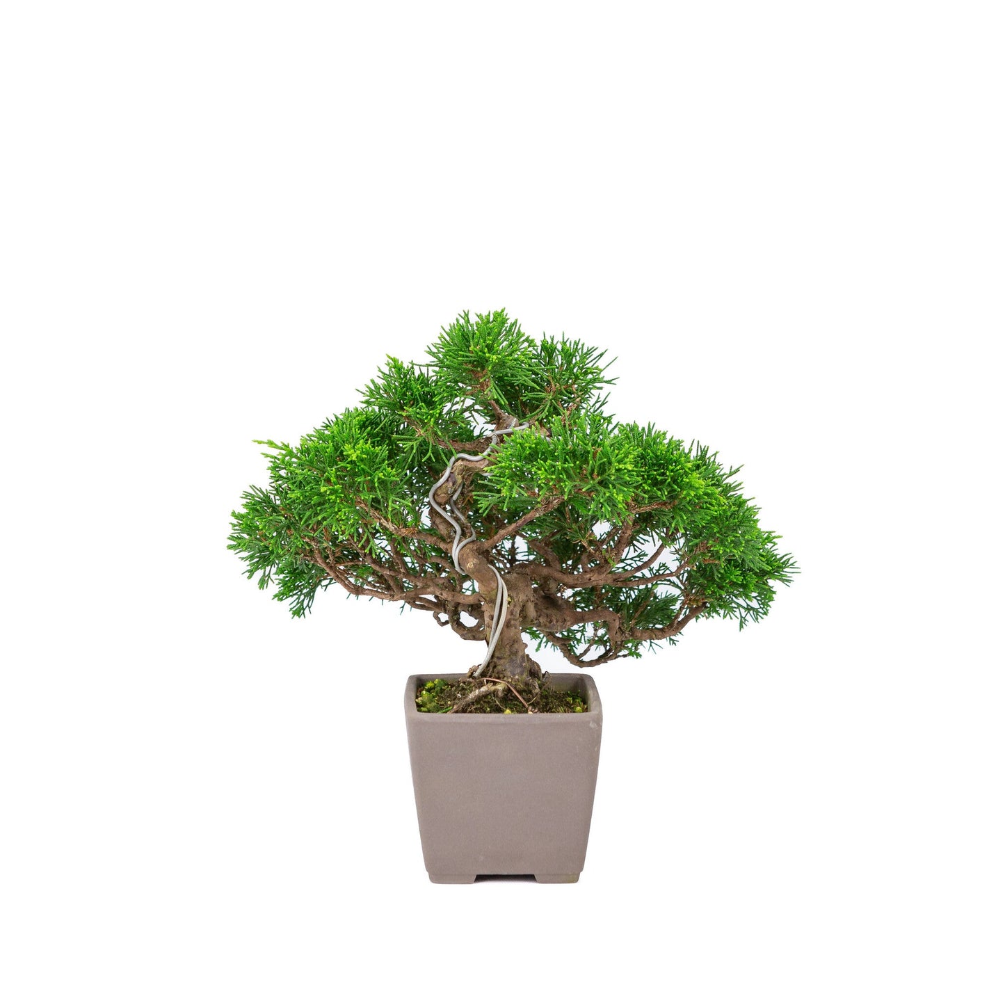 Outdoor Bonsai Juniperus chinensis 'Itoigawa' unglazed square 9cm, height ~25cm