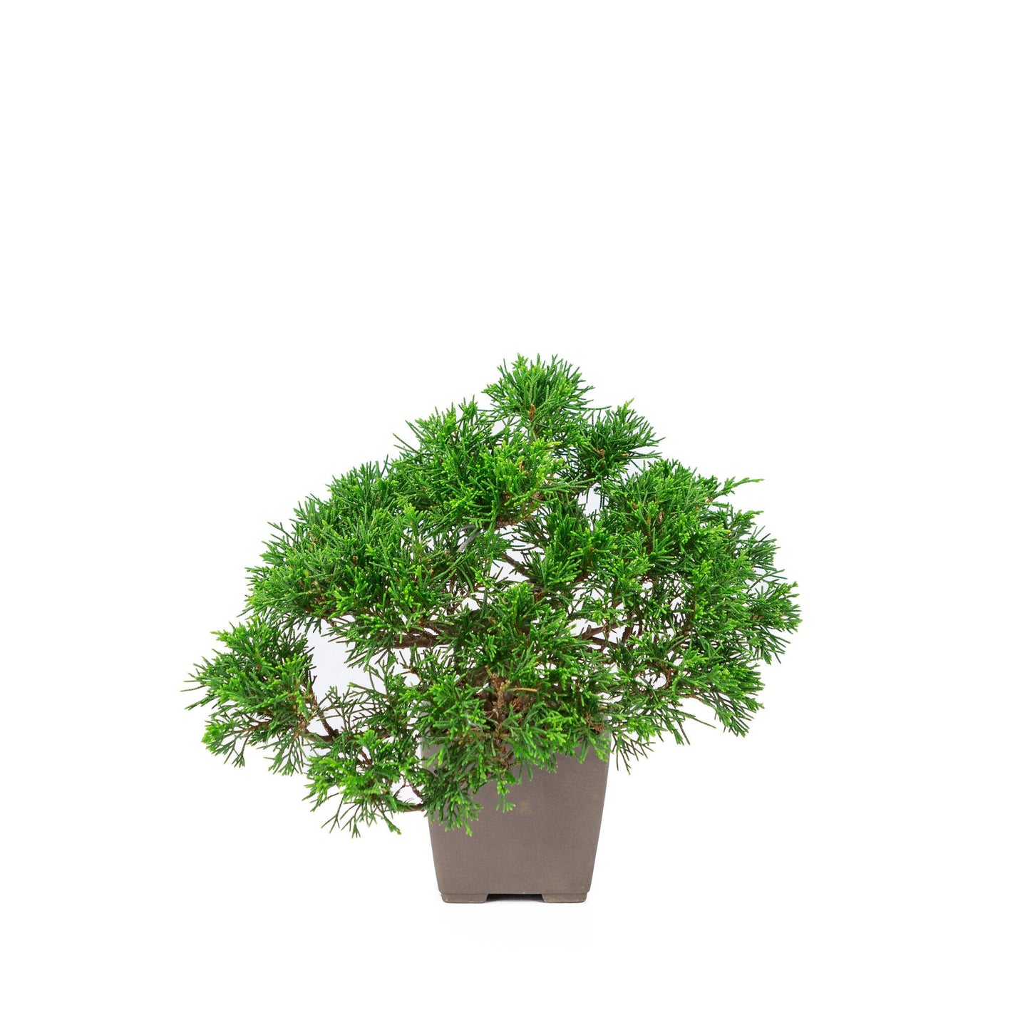 Outdoor Bonsai Juniperus chinensis 'Itoigawa' unglazed square 9cm, height ~25cm