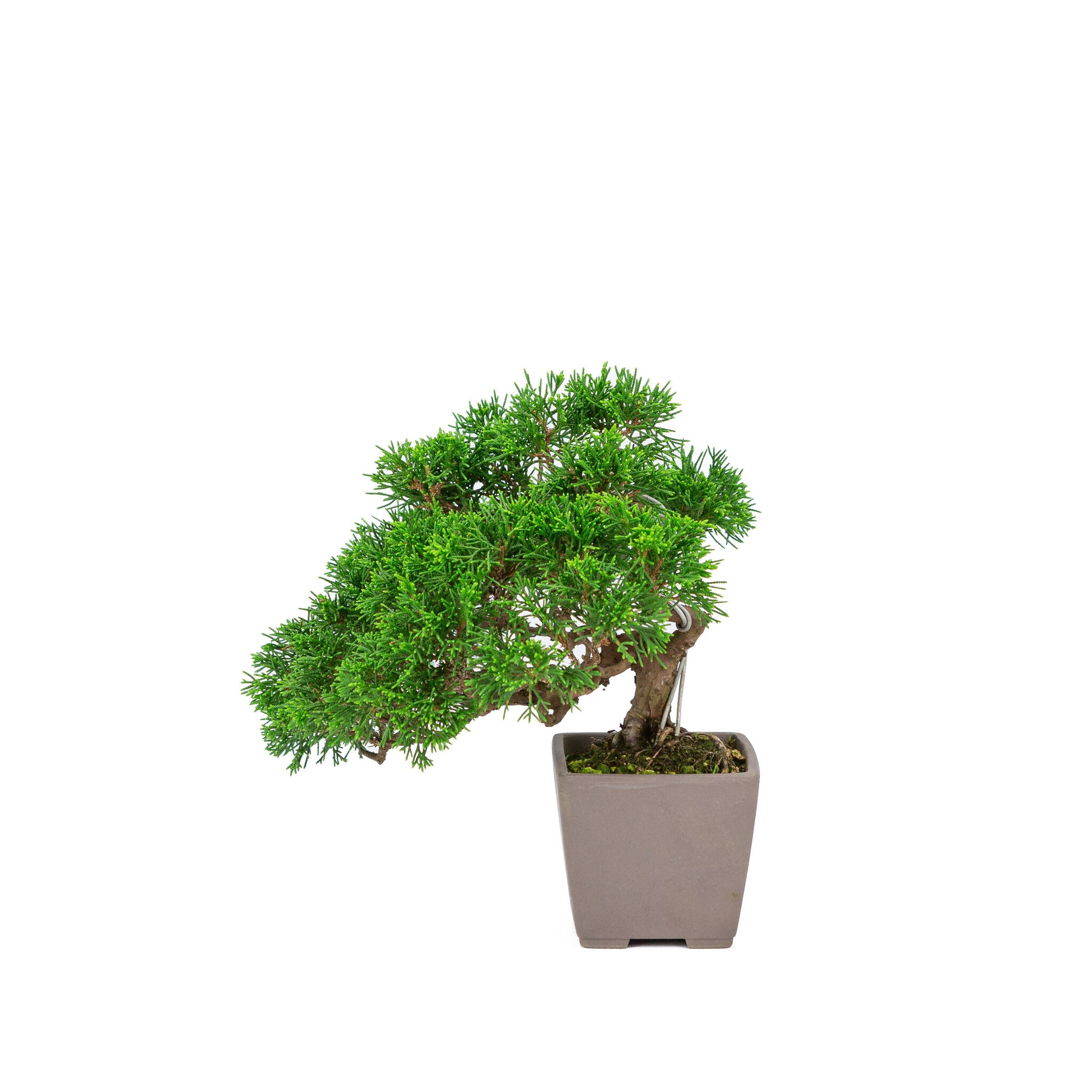 Buiten Bonsai Juniperus chinensis 'Itoigawa' ongeglazuurde vierkant 9cm, hoogte ~25cm