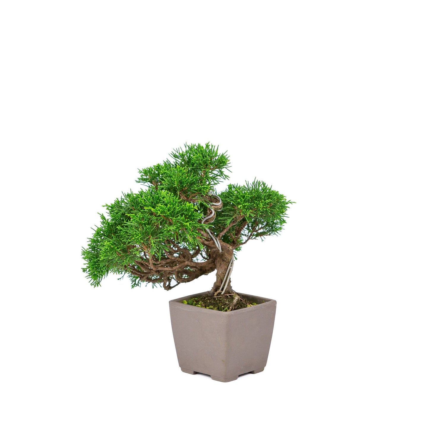 Outdoor Bonsai Juniperus chinensis 'Itoigawa' unglazed square 9cm, height ~25cm