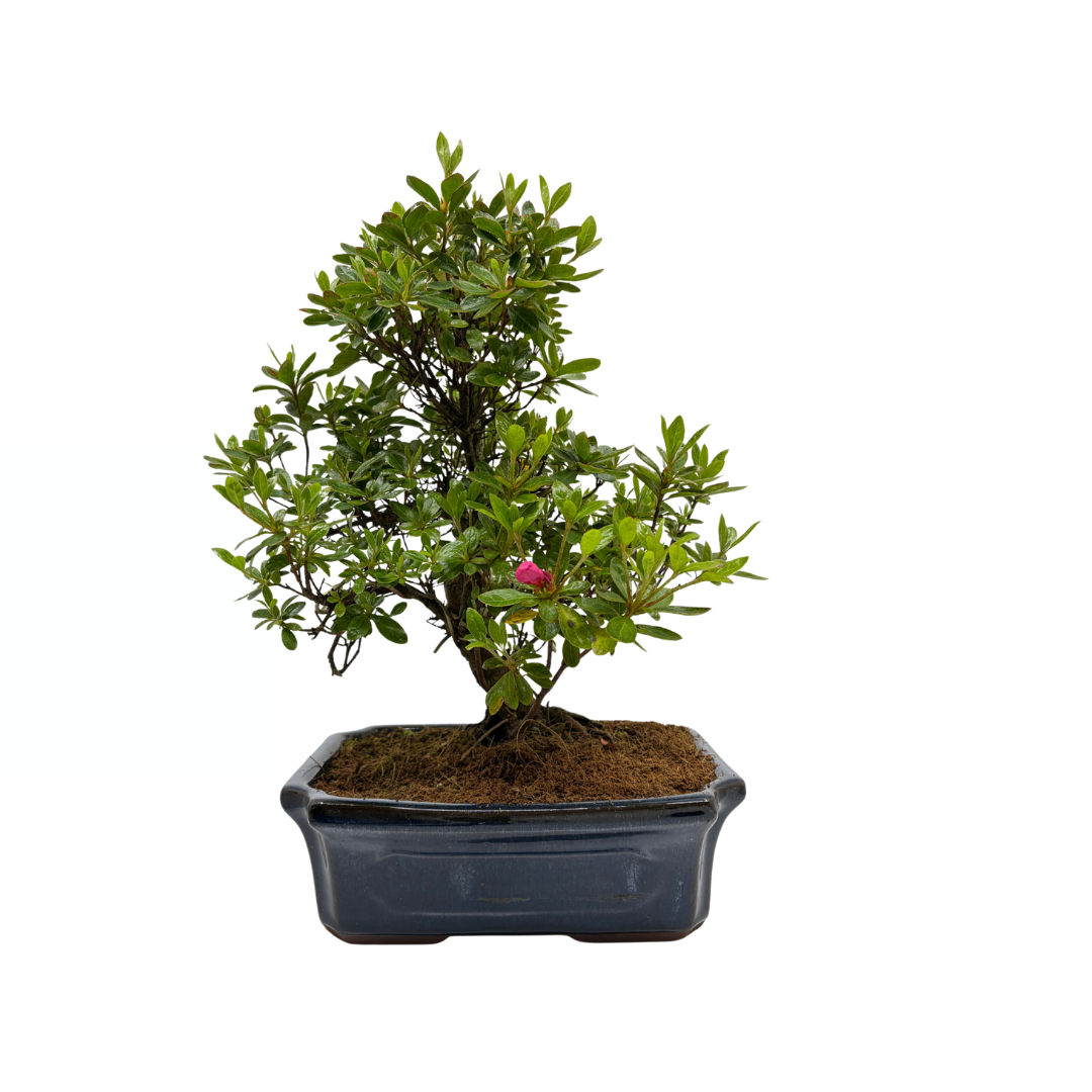 Rhododendron indicum (satsuki azalea), height ~40cm