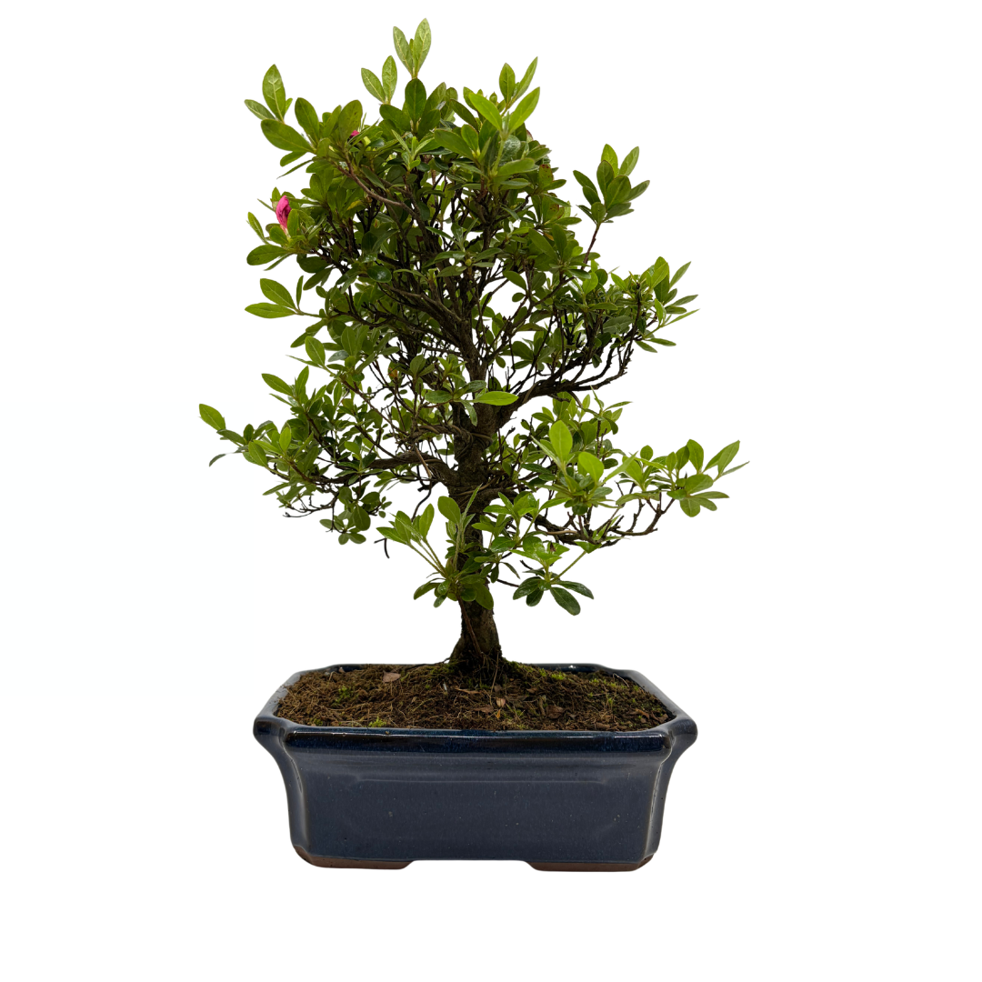 Rhododendron indicum (satsuki azalea), height ~40cm