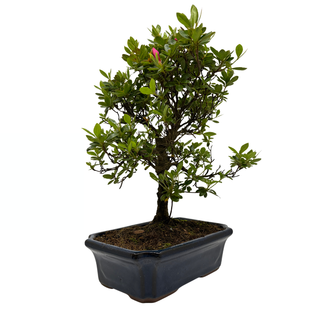 Rhododendron indicum (satsuki azalea), height ~40cm