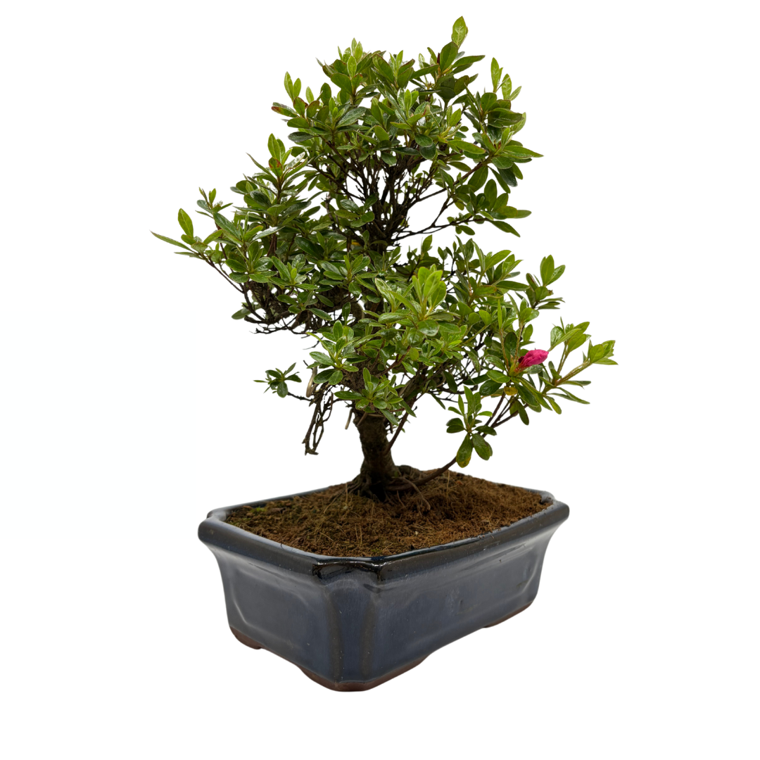 Rhododendron indicum (satsuki azalea), height ~40cm