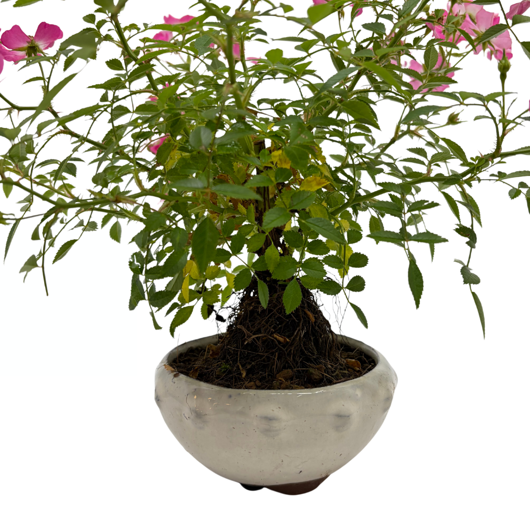 Rosa multiflora (multiflora rose), height ~30cm