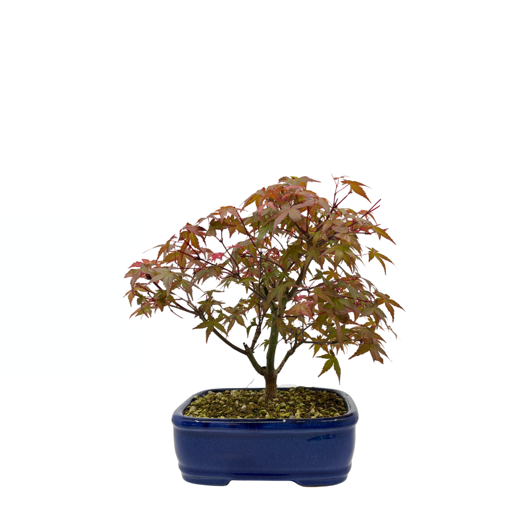 Acer palmatum 'Deshojo' (Japanese maple), height ~28cm