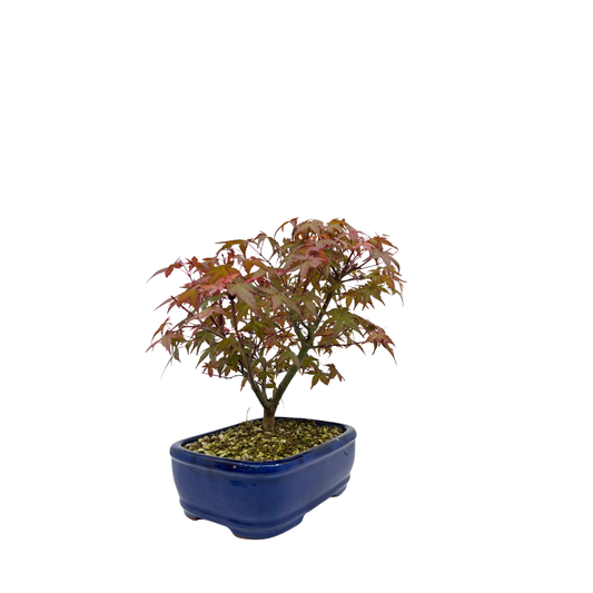Acer palmatum 'Deshojo' (Japanese maple), height ~28cm
