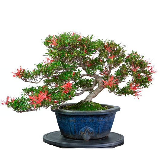 Rhododendron indicum “Kinsai” (satsuki azalea), height ~52cm