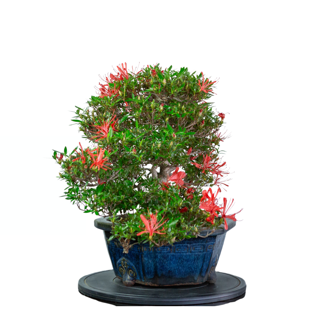 Rhododendron indicum 'Kinsai' (satsuki azalea), hoogte ~52cm