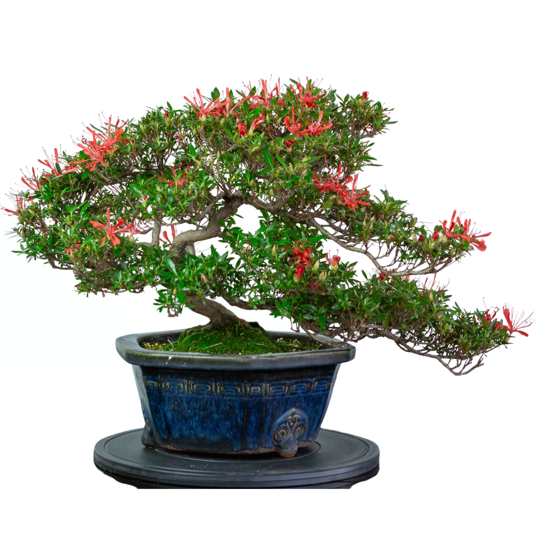 Rhododendron indicum 'Kinsai' (satsuki azalea), hoogte ~52cm