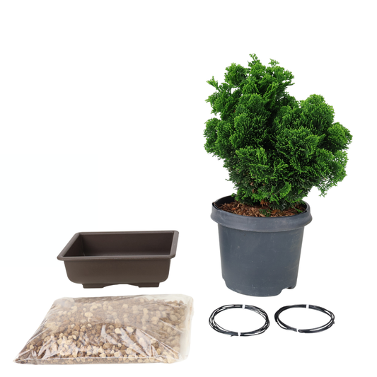 Starter kit Chamaecyparis obtusa (Hinoki cypress)